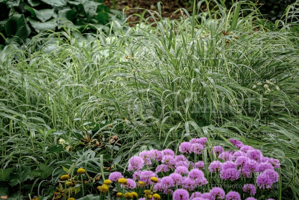 Hakonechloa Albostriata (Japanese Forest Grass) 2 