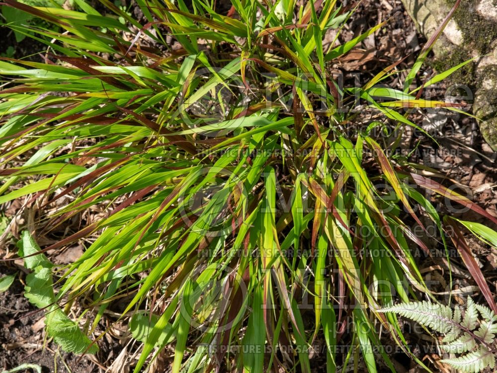 Hakonechloa Nicolas (Japanese Forest Grass) 5