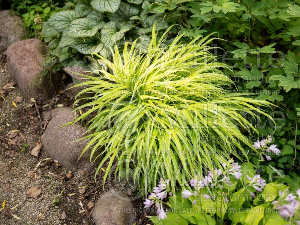 Hakonechloa Stripe It Rich (Japanese Forest Grass) 1 