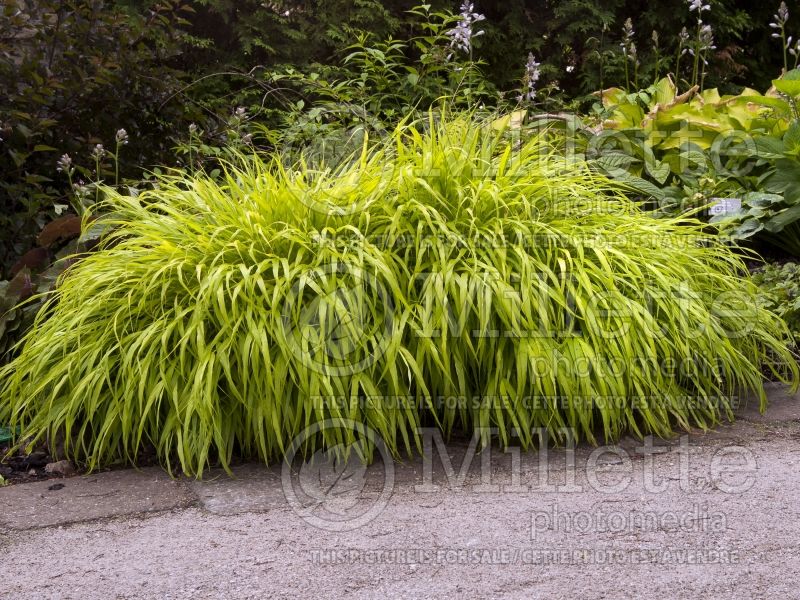 Hakonechloa All Gold (Japanese Forest Grass) 17