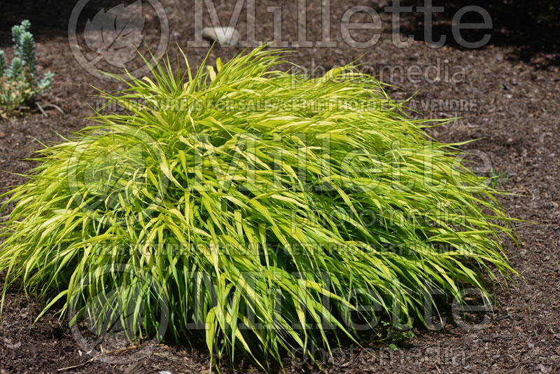 Hakonechloa All Gold (Japanese Forest Grass) 2