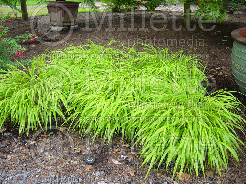 Hakonechloa All Gold (Japanese Forest Grass) 15