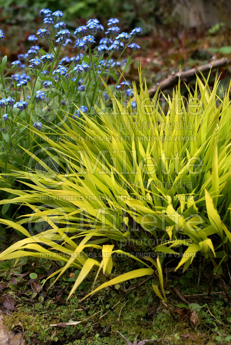 Hakonechloa All Gold (Japanese Forest Grass) 7