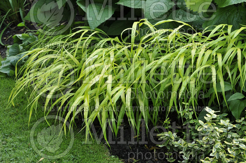 Hakonechloa All Gold (Japanese Forest Grass) 8