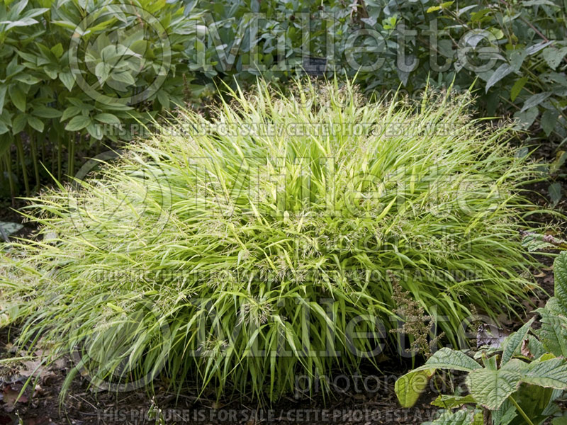 Hakonechloa All Gold (Japanese Forest Grass) 6