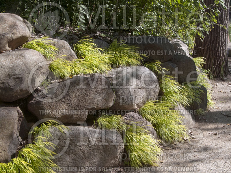 Hakonechloa All Gold (Japanese Forest Grass) 10