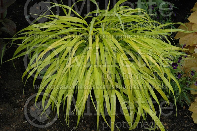 Hakonechloa All Gold (Japanese Forest Grass) 1