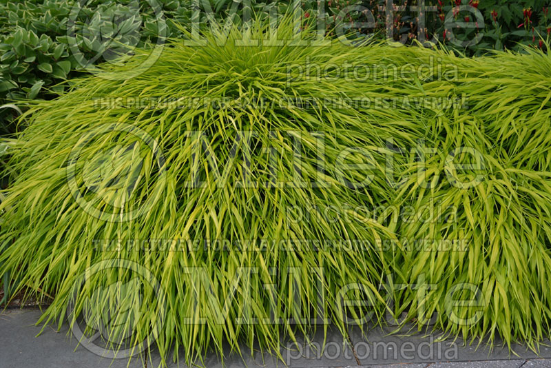 Hakonechloa All Gold (Japanese Forest Grass) 16