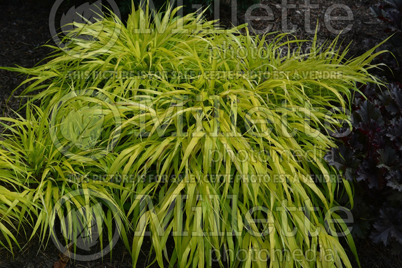 Hakonechloa All Gold (Japanese Forest Grass) 11