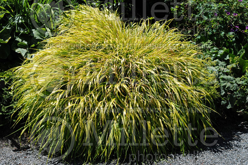 Hakonechloa All Gold (Japanese Forest Grass) 13