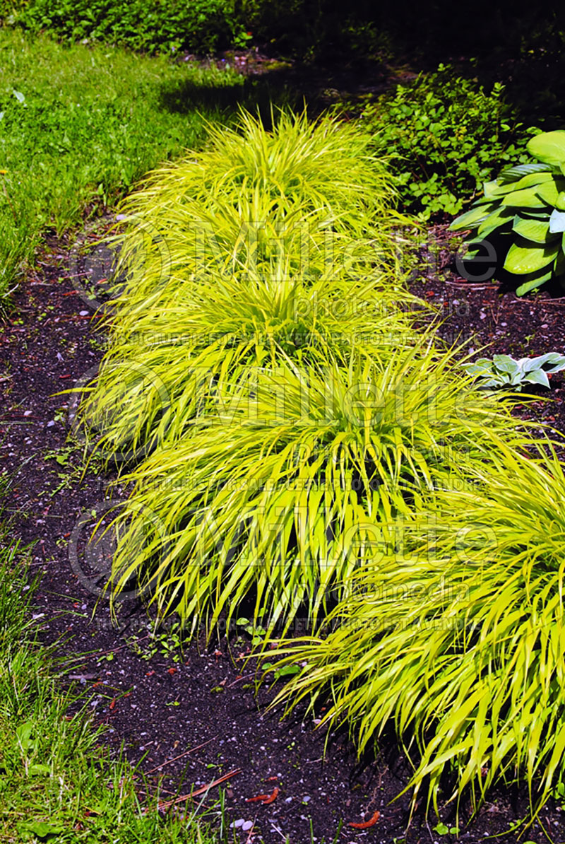 Hakonechloa All Gold (Japanese Forest Grass) 14