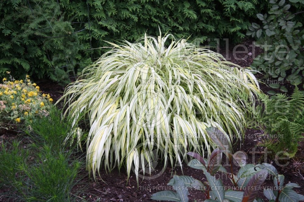 Hakonechloa Aurea (Japanese Forest Grass) 1 