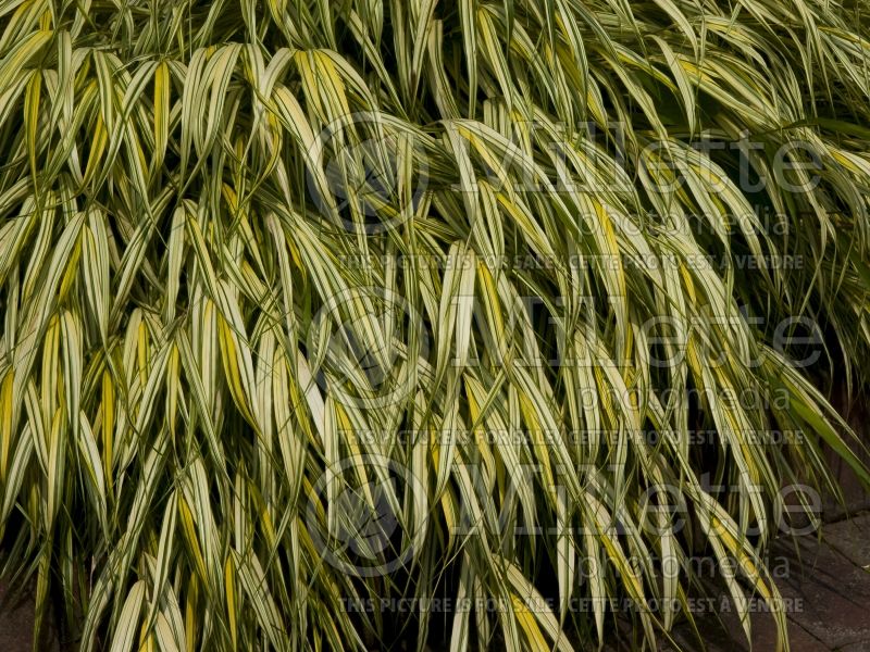 Hakonechloa Aureola  (Japanese Forest Grass) 11 