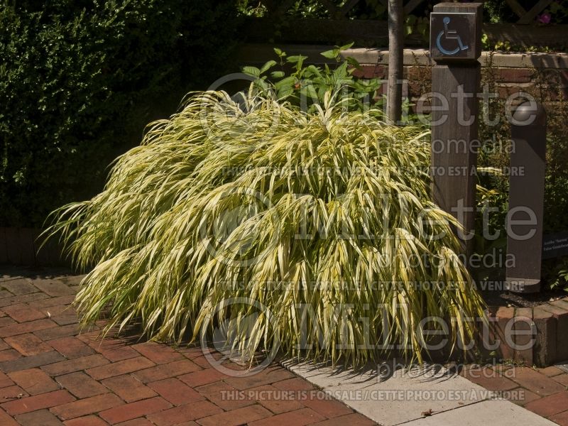 Hakonechloa Aureola  (Japanese Forest Grass) 12 