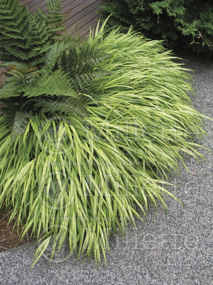 Hakonechloa Aureola  (Japanese Forest Grass) 6 