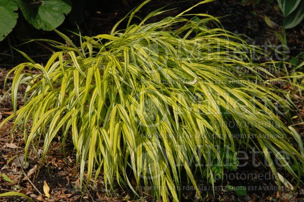 Hakonechloa Aureola  (Japanese Forest Grass) 1 