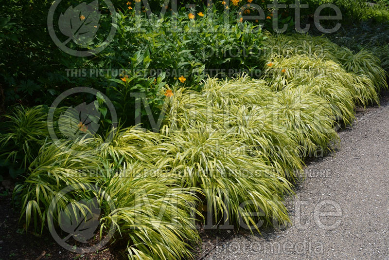 Hakonechloa Aureola  (Japanese Forest Grass) 7 