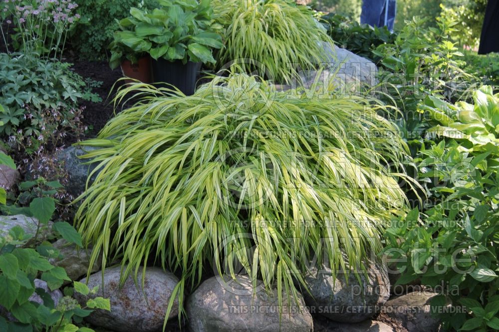 Hakonechloa Aureola  (Japanese Forest Grass) 10 