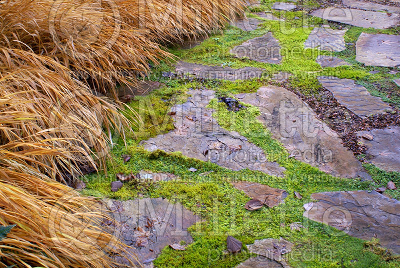 Landscaping with Hakonechloa Aureola and arenaria (Japanese Forest Grass) 1 