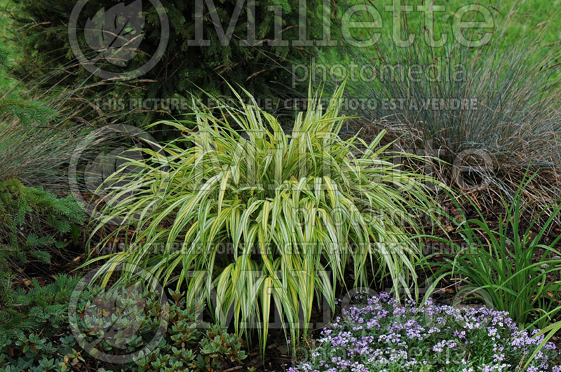 Hakonechloa Aureola  (Japanese Forest Grass) 3 