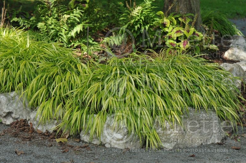 Hakonechloa Aureola  (Japanese Forest Grass) 8 