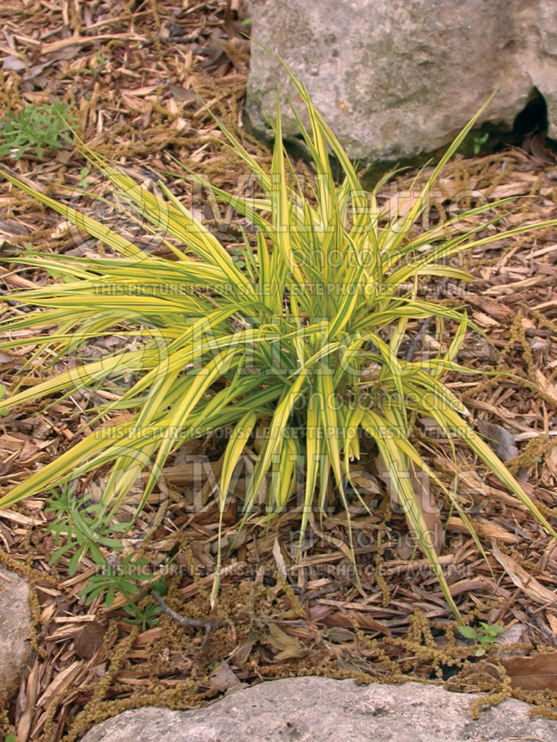 Hakonechloa Aureola  (Japanese Forest Grass) 4 