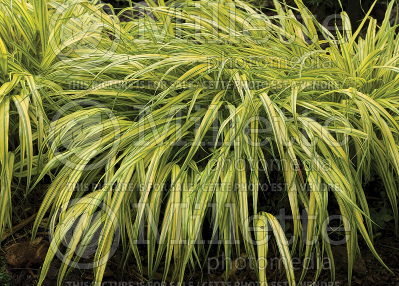 Hakonechloa Aureola  (Japanese Forest Grass) 5 