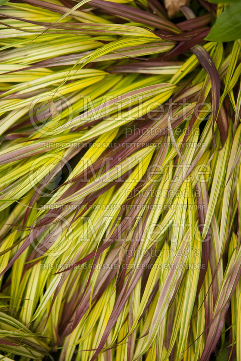 Hakonechloa Beni-kaze (Japanese Forest Grass) 2 