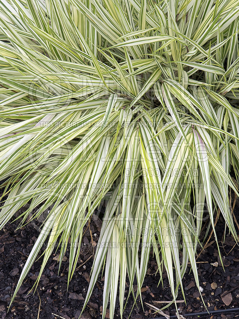 Hakonechola Fubuki (Japanese Forest Grass) 2