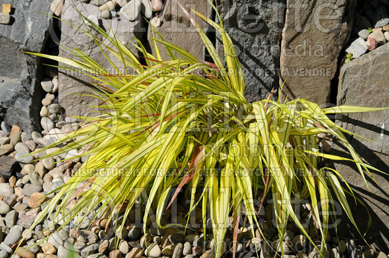 Hakonechloa Naomi (Japanese Forest Grass) 1 