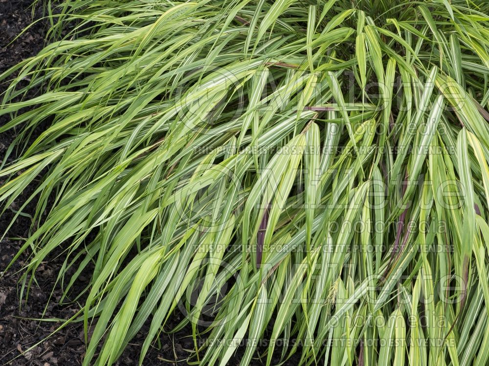 Hakonechloa Nicolas (Japanese Forest Grass) 1