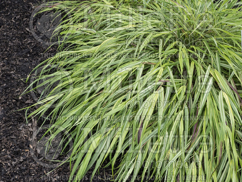 Hakonechloa Nicolas (Japanese Forest Grass) 2