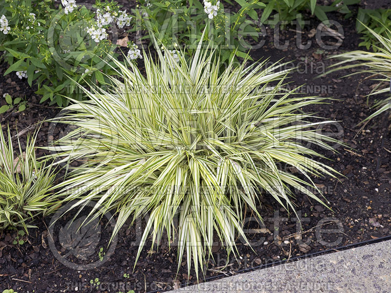 Hakonechola Fubuki (Japanese Forest Grass) 1