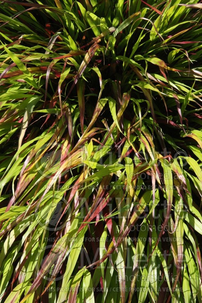 Hakonechloa Nicolas (Japanese Forest Grass) 3