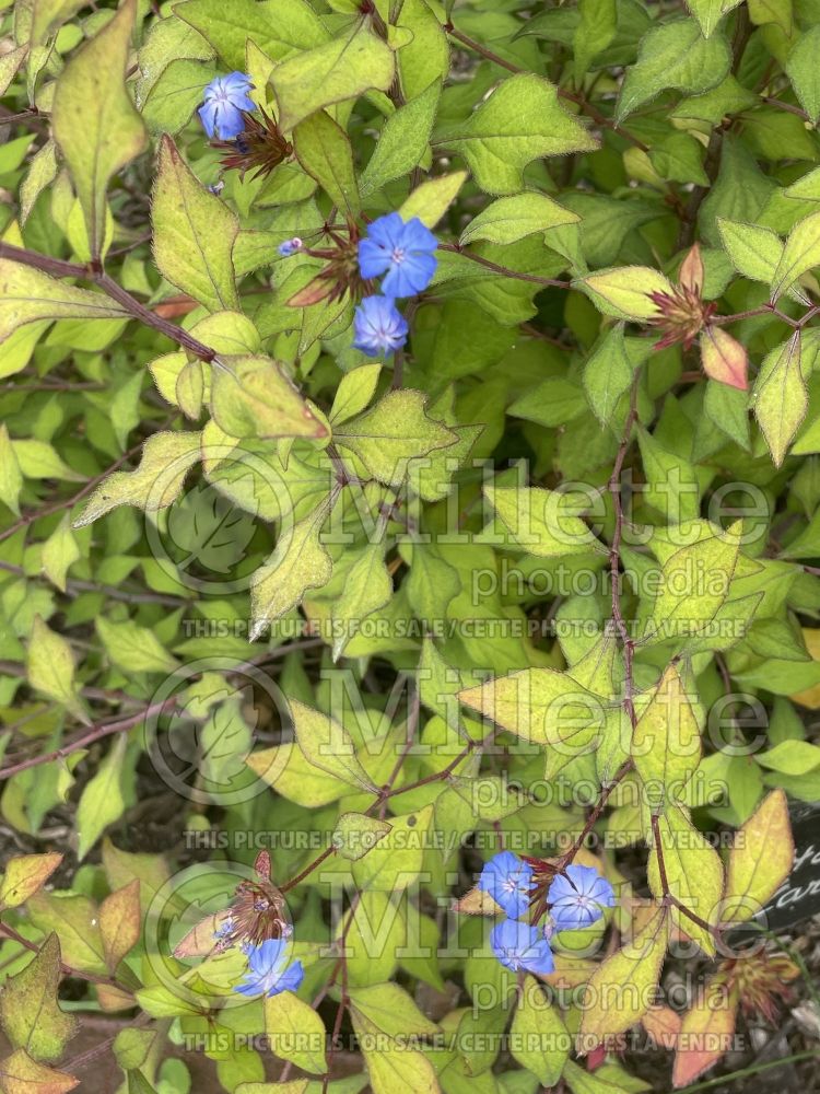 Halesia carolina (Carolina silverbell) 1