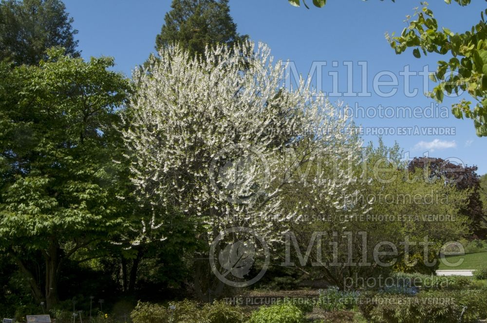 Halesia Rosea (Snowdrop Tree) 3