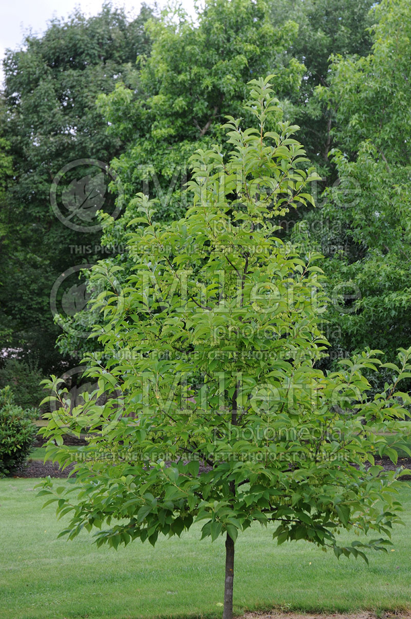 Halesia UConn Wedding Bells (Silverbell) 1 