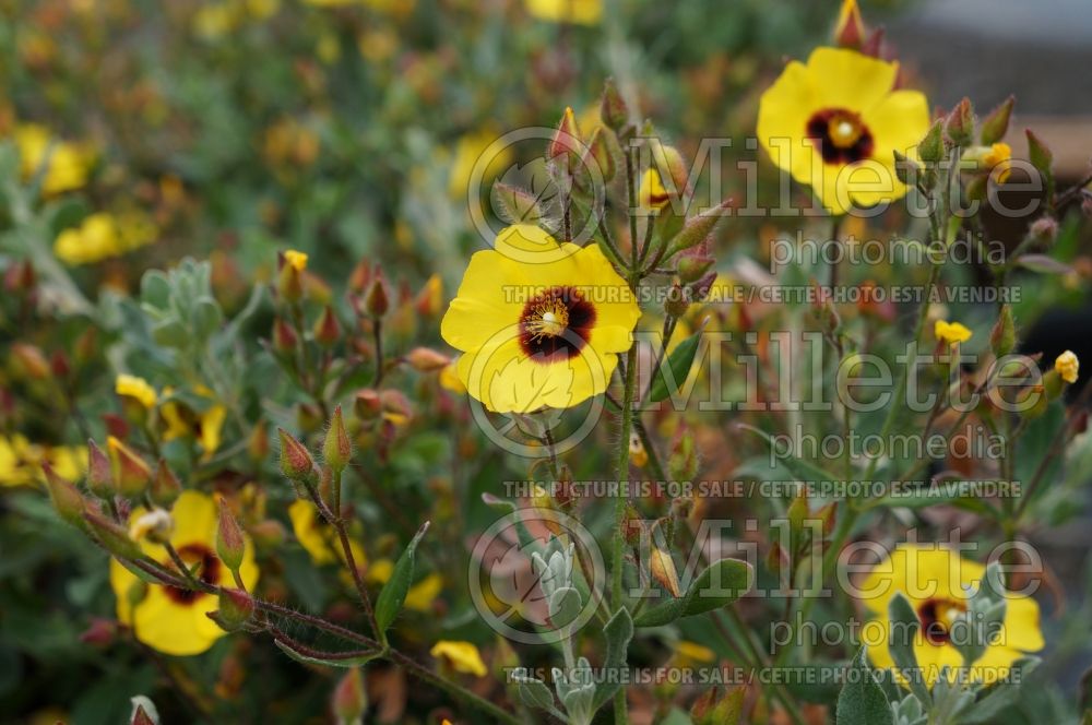 Halimium Susan (Rock rose) 1