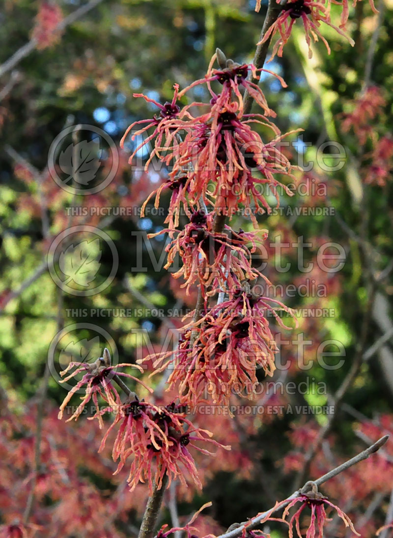 Hamamelis Fire Charm or Magic Fire or Feuerzauber (Witch Hazel) 4 