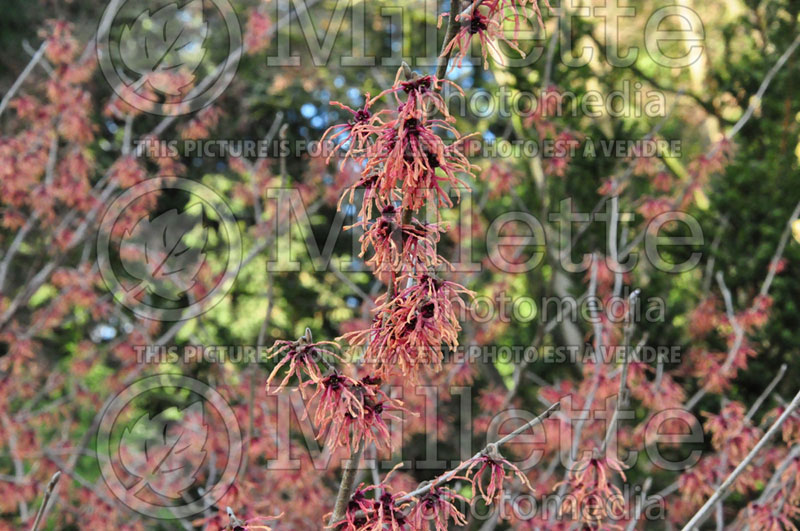 Hamamelis Fire Charm or Magic Fire or Feuerzauber (Witch Hazel) 2 