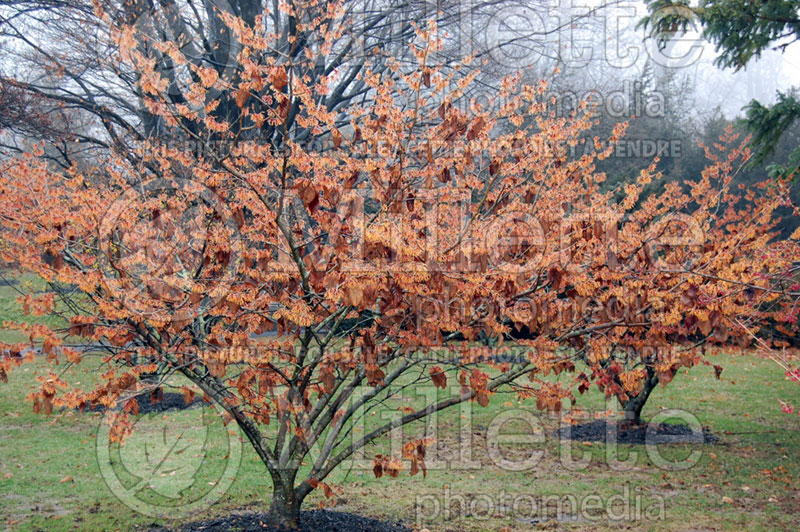 Hamamelis Jelena (Witch Hazel) 1 