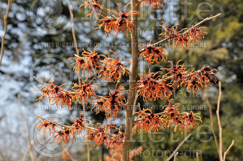 Hamamelis Rubin (Witch Hazel) 1 