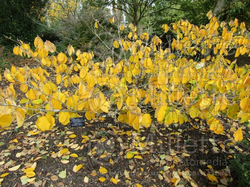 Hamamelis Savill Starlight (Witch Hazel) 1 