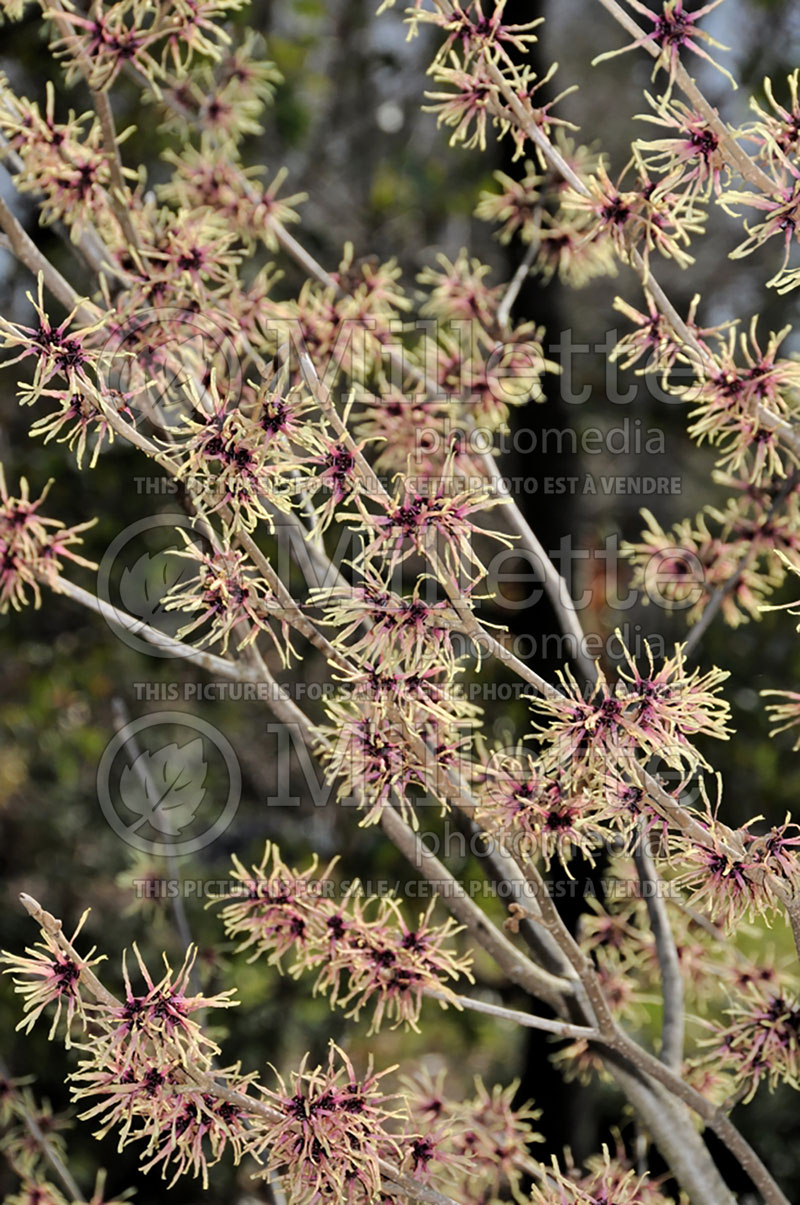 Hamamelis Strawberries and Cream (Witch Hazel) 1 