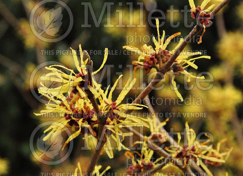 Hamamelis Sunburst (Witch Hazel) 1 