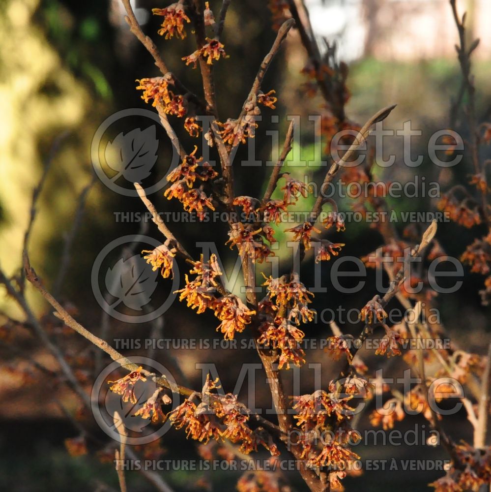 Hamamelis Quasimodo (Witch Hazel) 1 