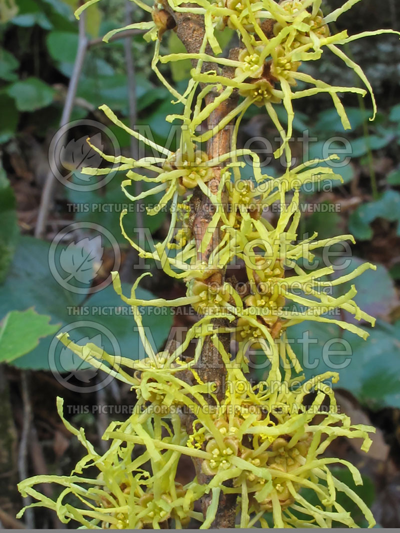 Hamamelis virginiana (Witch-hazel) 5 