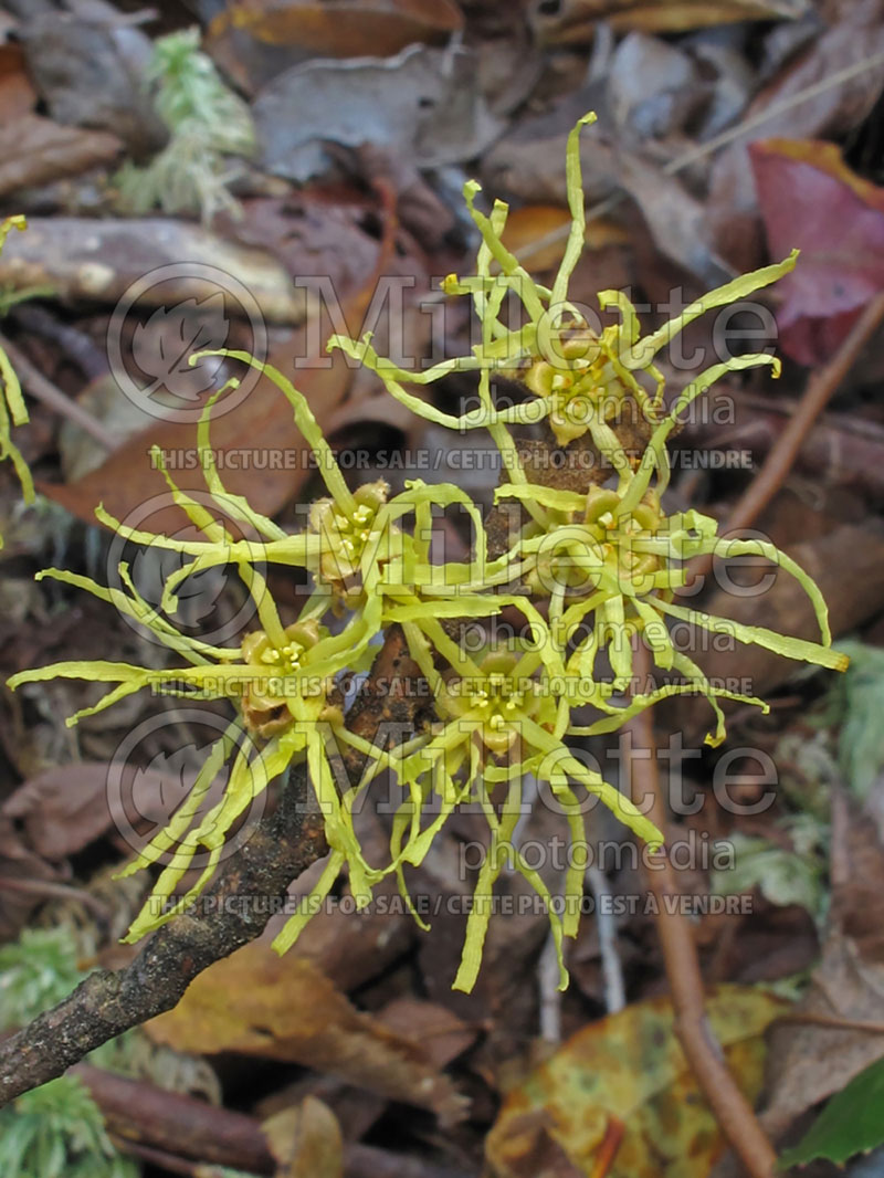 Hamamelis virginiana (Witch-hazel) 6 