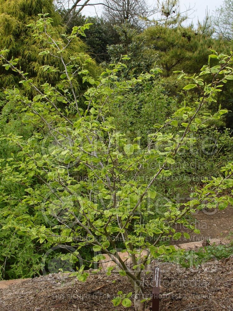 Hamamelis Green Thumb (Eastern Witch Hazel) 1