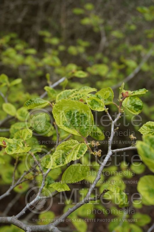 Hamamelis Green Thumb (Eastern Witch Hazel) 2